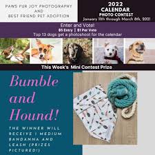 Pets for adoption near raleigh, nc | petfinder. Best Friend Pet Adoption Bfpa Rescue Twitter