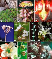 We did not find results for: Saxifragaceae An Overview Sciencedirect Topics