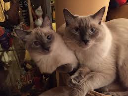 It's vital that ragdoll owners know that the cost of their new kitten is just the beginning. Do These Ragdolls Really Look Like A Ragdoll Thecatsite