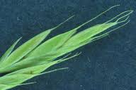 Image result for Festuca simensis