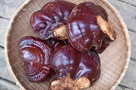 Image result for Cola discoglypremnophylla