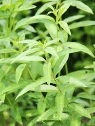 Image not available for color: 80 Lemon Verbena Ideas Lemon Verbena Verbena Lemon