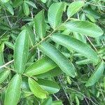 Image result for Hexalobus monopetalus