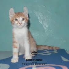 Daftar harga kucing american shorthair terbaru agustus 2021. Kucing Kitten American Curl Shorthair Betina Fccathouse Shopee Indonesia