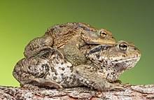 Padahal memang kuat makan) lepastu cepat bloated, mual, pening, angin, kuat makan lagi. Katak Puru Eropa Wikipedia Bahasa Indonesia Ensiklopedia Bebas