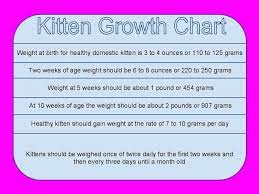 Pin On Caring For Kittens