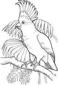 Make a coloring book with parrot realistic for one click. Ausmalbild Gelbhaubenkakadu Und Farne Ausmalbilder Kostenlos Zum Ausdrucken Bird Drawings Bird Coloring Pages Animal Coloring Pages