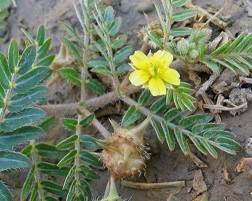 Tribulus