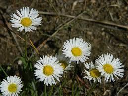 Image result for Erigeron schimperi