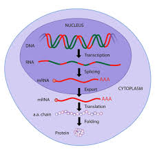 Protein adalah senyawa organik yang kompleks dengan berat molekul tinggi yang terdiri dari asam amino yang terikat oleh ikatan peptida satu sama lain. Bagaimana Protein Terbentuk Dalam Tubuh
