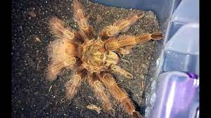 Nhandu tripepii was originally described as eurypelma tripepii by edouard dresco in 1984, then changed to hapalopelma tripeppi by robert raven in 1985. Nhandu Tripepii Brazilian Giant Blonde Housing And Update Youtube