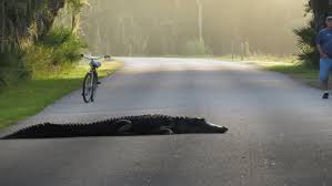 Heavy rainfall over the past week has kept the water levels above flood stage at some local rivers. Large Alligator Spotted At Myakka River State Park Wtsp Com