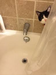 Lolcats Sneaky Lol At Funny Cat Memes Funny Cat Pictures With Words On Them Lol Cat Memes Funny Cats Funny Cat Pictures With Words On
