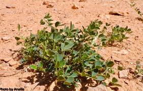 Image result for Trigonella anguina