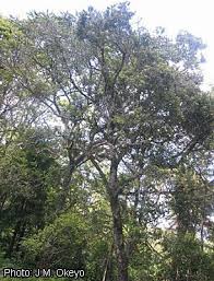 Image result for Afrocarpus usambarensis