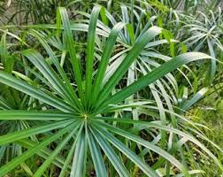 Image result for Cyperus sp.no.2