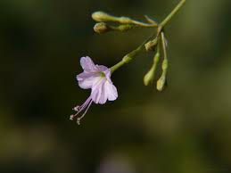 Image result for Commicarpus