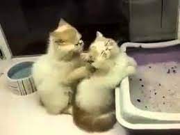 Cat Giving Massage To Other Cat Funny Video Cat Massage Funny Cat Videos Cats