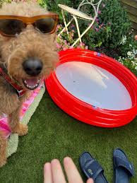 Life is cool by the pool 🌊🐾