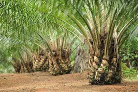 Pemupukan kelapa sawit merupakan kegiatan perawatan budidaya kelapa sawit yang bertujuan untuk memberikan makanan pada tanaman sawit. Kelapa Sawit Pengertian Asal Usul Hasil Olahan Perkebunan Biji