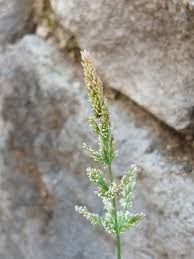 Image result for Polypogon