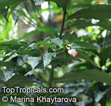 Image result for Costus lucanusianus