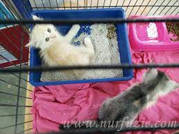 Bagi anda yang menyukai kucing, memiliki bayi kucing adalah hal yang sangat menyenangkan. Penjagaan Anak Kucing Yang Ketiadaan Ibu Eintan Nurfuzie Lifestyle Beauty Travel Tips Rawatan Kucing Review