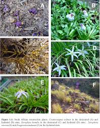 Image result for Xerophyta humilis