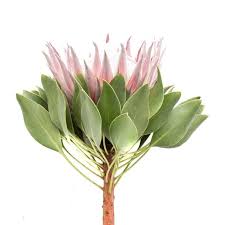 Pin On Botanicals