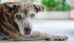 Check poison symptoms, diagnosis & treatments. Why Is My Old Dog Eating Dirt Dogs N Pawz
