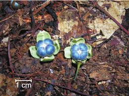 Image result for Margaritaria