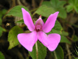 Image result for Impatiens purpureoviolacea