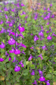 Salvia Christine Yeo From Plantlust Com Salvia Purple Garden Plants