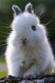 Photos D Animaux Photos D Animaux 100 Bebes Animaux Trop Mignons Bebe Animaux Trop Mignon Bebes Animaux Animaux Trop Mignon