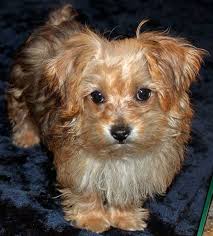 With the pleasing combination of the poodle's curly nonshedding coat and the yorkie's silky strands, it's no wonder the breed is gaining in popularity across the united states. Yorkie Poos Puppies Novocom Top