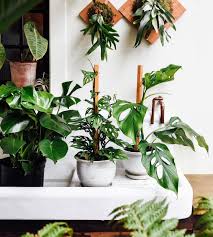 Got Some Green Goodies For Ya This Monstera Monday From Left To Right Monstera Deliciosa Monstera Obliqua And Monst Plants Monstera Obliqua Monstera Deliciosa