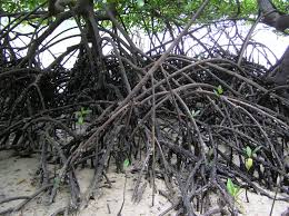 Image result for Rhizophora mucronata