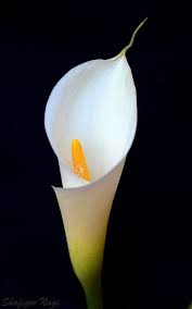 Calla Lily Explored 4th April 2013 Calla Lily Calla Lily