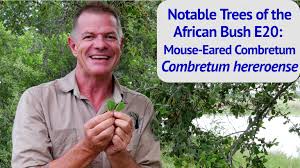 Image result for Combretum hereroense