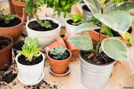 7 Dicas Para Plantar Uma Horta Em Casa Mesmo Com Pouco Espaco Bbc News Brasil