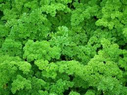 Ways to minimize perennial garden maintenance are to start with native plants that pretty much take care of themselves once established. Growing Parsley In Your Garden Important Things To Know