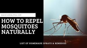 How to use hydrogen peroxide as a mosquito repellent. How To Repel Mosquitoes Naturally With Homemade Sprays