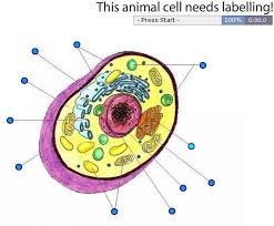 Maybe you would like to learn more about one of these? A Clil To Climb Label The Animal Cell Science Elementary