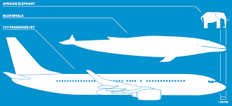 Jump to navigation jump to search. Humpback Whale Size Comparison To Bus How Big Is A Whale List Of Whales By Size