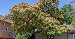 Image result for Mimosa mossambicensis