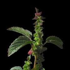 Image result for Acalypha nyasica