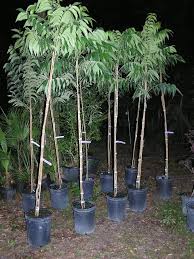 We did not find results for: How To Grow A Pecan Tree In North Central Florida And Expect A Crop Ask The Green Genie