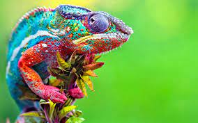 Последние твиты от حرباية (@herbayatv). Ø®Ù„ÙÙŠØ§Øª Ø­Ø±Ø¨Ø§Ø¡ Ù…ØµÙˆØ±Ø© Ø§Ø¬Ù…Ù„ ØµÙˆØ± Ø­Ø±Ø¨Ø§ÙŠØ© Ù…Ù„ÙˆÙ†Ø© 2021 Chameleon Wallpapers ØµÙ‚ÙˆØ± Ø§Ù„Ø¥Ø¨Ø¯Ø¢Ø¹