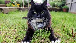 The best collar camera for your pet depends on its purpose and your budget. Bbc Two Horizon 2012 2013 The Secret Life Of The Cat