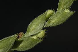 Image result for Zornia